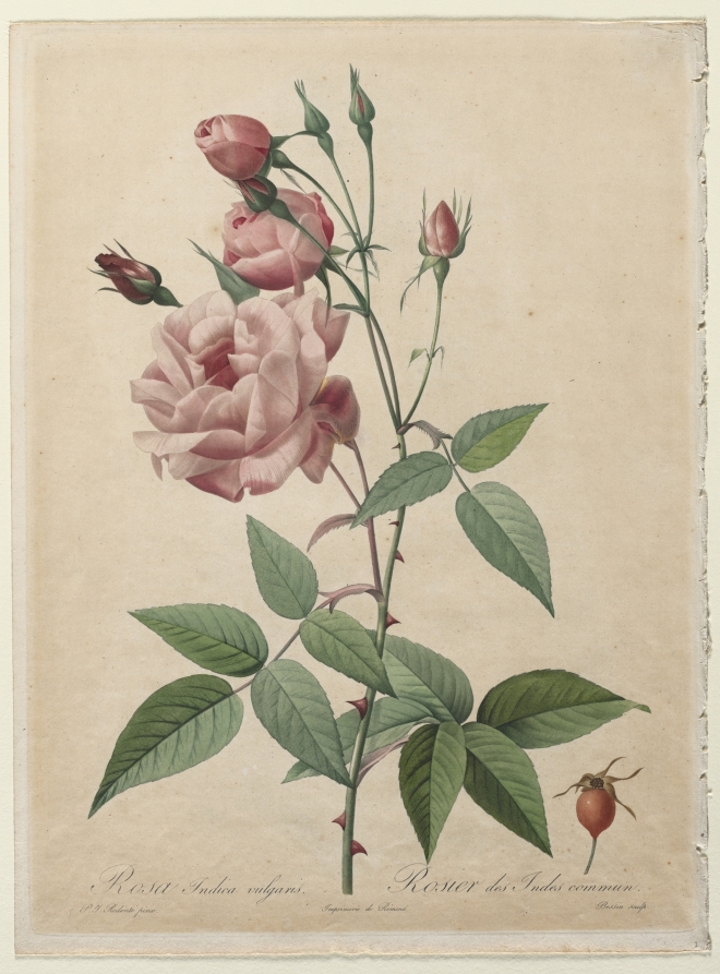 Free Vintage Pink Rose Botanical Illustration
