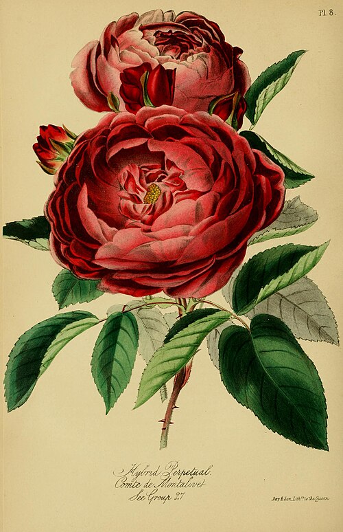 Vintage Rose Illustration Red - Free Printable