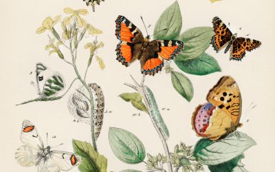 Free Vintage Butterfly Printables
