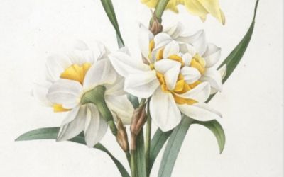 free vintage spring botanical printables, vintage wall art, diy vintage wall decor